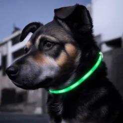 Luxorparts Laddningsbart hundhalsband med LED